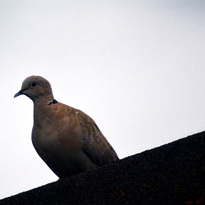 Collared Dove