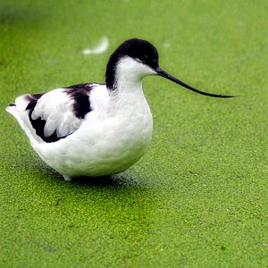 Pied Avocet