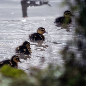 Mallard Ducklings