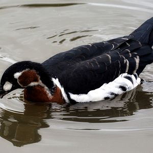 Red Breasted Goose