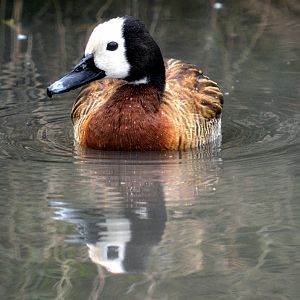 white faced whistling duck