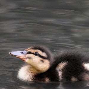 Mallard Duckling
