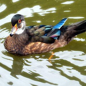Wood Duck