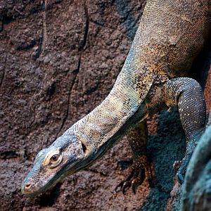 Komodo Dragon