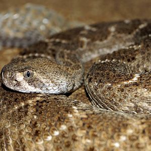 western Diamondback Rattlesnake