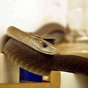 Black Mamba