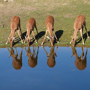 Four impalas (Aepyceros melampus)  in a row drinking