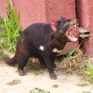 Tasmanian devil (Sarcophilus harrisii) dentition