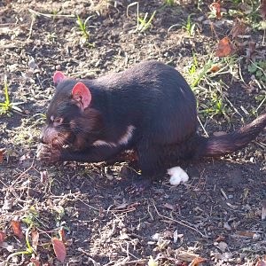 Tasmanian devil (Sarcophilus harrisii)