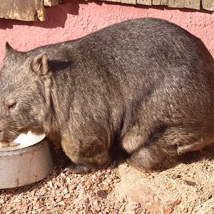 Common wombat (Vombatus ursinus hirsutus)
