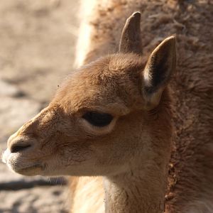 Vicuña (Vicugna vicugna) close-up