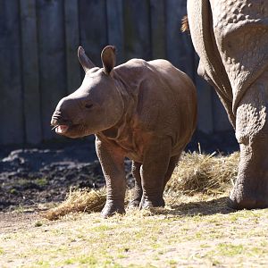 Indian rhinoceros (Rhinoceros unicornis) calf Qabid
