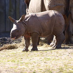 Indian rhinoceros (Rhinoceros unicornis) calf Qabid