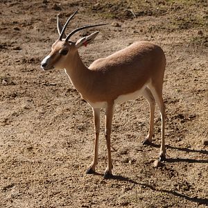 Slender-horned or Rhim gazelle (Gazella leptoceros)