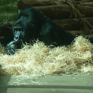 Eastern gorilla (Gorilla beringei graueri) Amahoro
