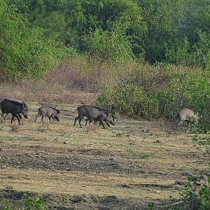 Indian wild boars