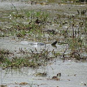 Indian black turtle (Melanochelys trijuga)