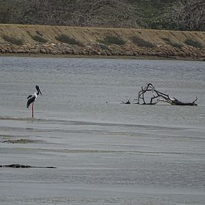 Black necked stork (male)