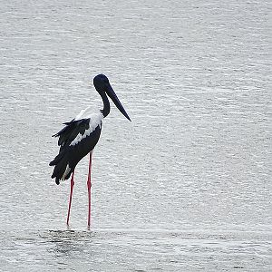Black necked stork (male)