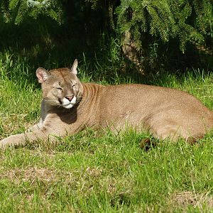 Mountain lion (Puma concolor)
