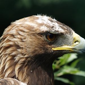 Golden eagle (Aquila chrysaetos)