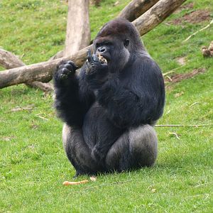 Western lowland gorilla (Gorilla gorilla gorilla) Makula