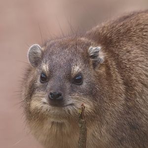 Rock hyrax (Procavia capensis)