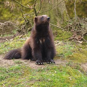 Wolverine (Gulo gulo gulo)