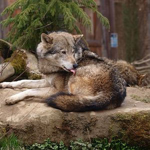 Eurasian wolf (Canis lupus lupus)
