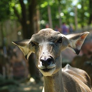 Female greater kudu (Tragelaphus strepsiceros)