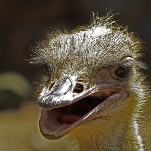 South African Ostrich (Struthio camelus australis) close-up