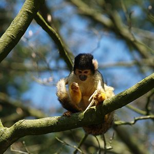 Bolivian squirrel monkey (Saimiri boliviensis boliviensis)