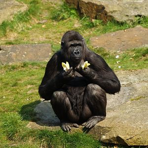 Western lowland gorilla (Gorilla gorilla gorilla) with Belgian endives