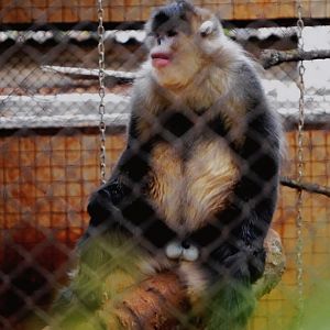 Yunnan snub-nosed monkey