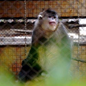 Yunnan snub-nosed monkey