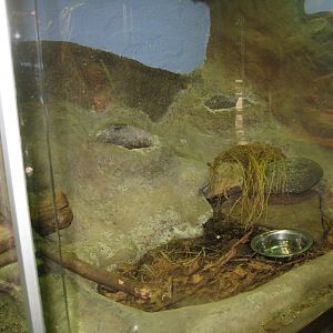 Terrariet Vissenbjerg - Sheltopusik exhibit