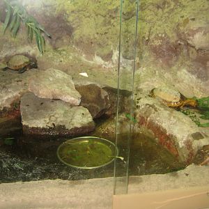 Terrariet Vissenbjerg - Box turtle exhibit