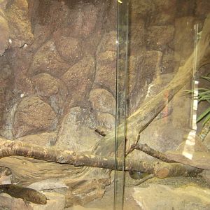 Terrariet Vissenbjerg - Gidgee skink exhibit