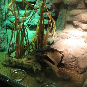 Terrariet Vissenbjerg - Cunningham's skink exhibit