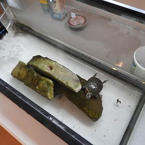 Painted Turtle exhibit - Butterfly Gardens of Wisconsin