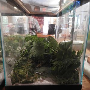 Eastern Comma/Question Mark caterpillar exhibit - Butterfly Gardens of Wisconsin