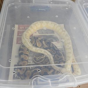 Ball Pythons (Python regius)