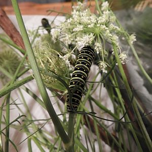 Black Swallowtail (Papilio polyxenes) caterpillar