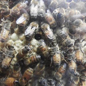 Western Honey Bees (Apis millifera)