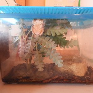 Tree Frog exhibit - Butterfly Gardens of Wisconsin