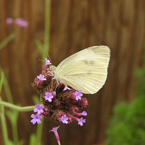 Cabbage White (Pieris rapae)