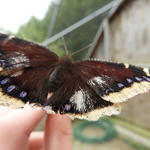 Morning Cloak (Nymphalis antiopa)