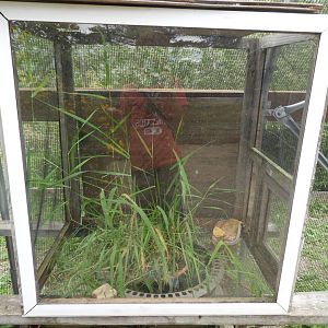 Northern Leopard Frog/American Toad exhibit - Butterfly Gardens of Wisconsin