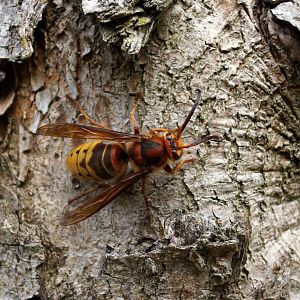 Giant Hornet