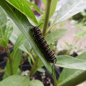Monarch (Danaus plexippus) caterpillar